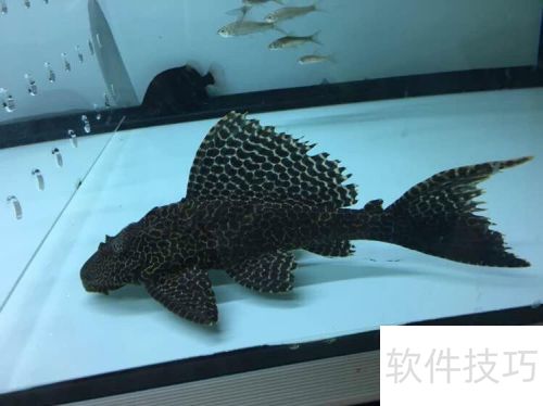 魔兽世界清道夫坐骑获取方法