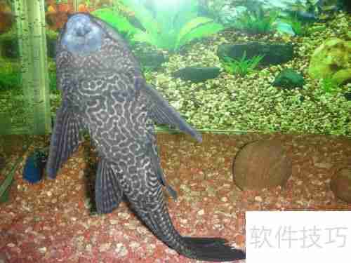 魔兽世界：清道夫坐骑获取攻略