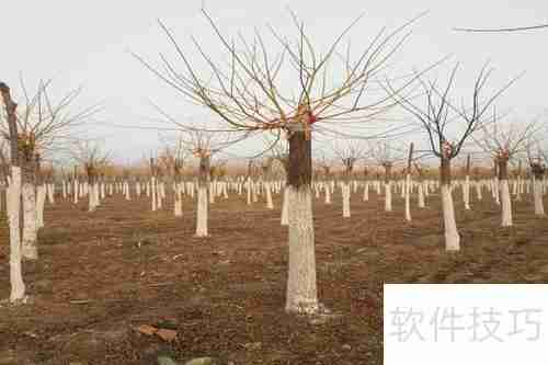 红枫的养殖方法与注意事项详解