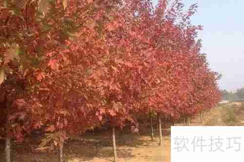 红枫的养殖方法与注意事项详解