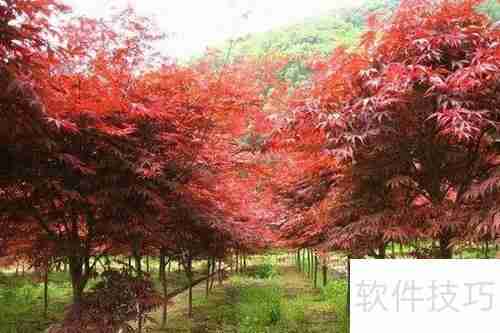 红枫的养殖方法与注意事项详解