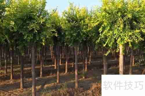 红枫的养殖方法与注意事项详解