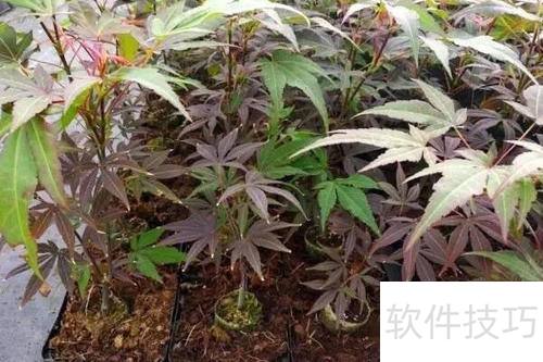 红枫养殖技巧与养护注意事项