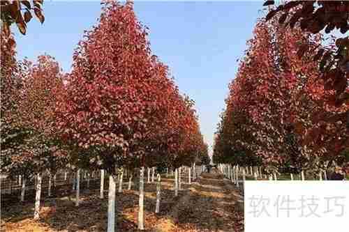 红枫的养殖方法与注意事项详解