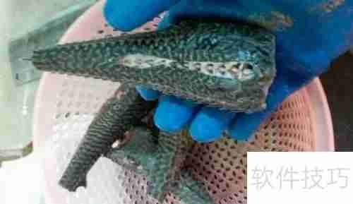 揭秘清道夫：它们到底吃什么？