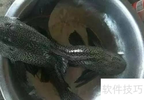 清道夫吃什么？揭秘它们的饮食习性