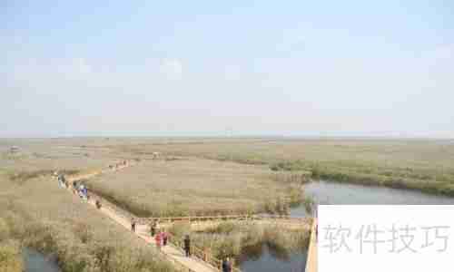 黄河口生态旅游区：探索自然之美与野生禽鸟的天堂