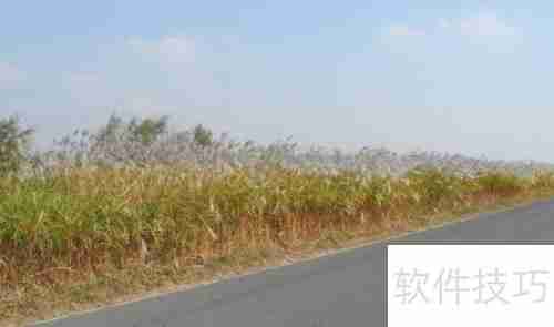 黄河口生态旅游区：探索自然之美与野生禽鸟的天堂