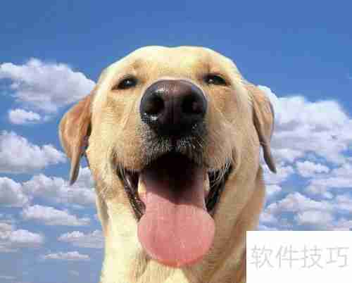 宠物店收银系统如何选择？