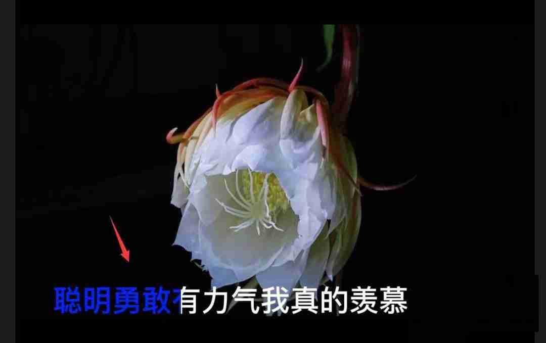 剪映颜色逐字覆盖动画的制作技巧