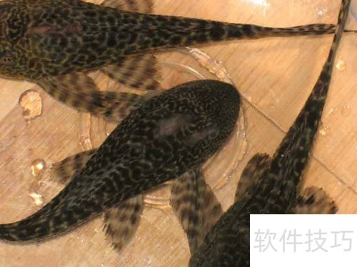 清道夫变白怎么处理？颜色变浅解决方法