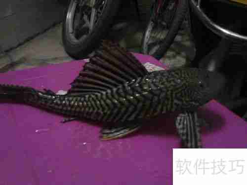 清道夫变白了怎么办颜色变浅如何处理