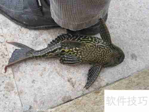 清道夫变白了怎么办颜色变浅如何处理