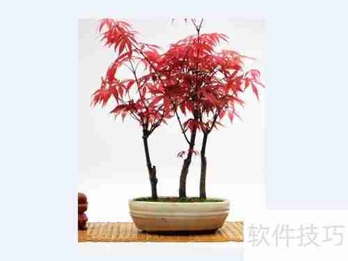 红枫换盆指南：步骤与注意事项