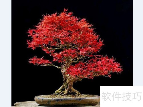 红枫换盆步骤与注意事项详解