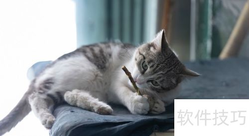 猫薄荷对猫咪的作用与影响解析