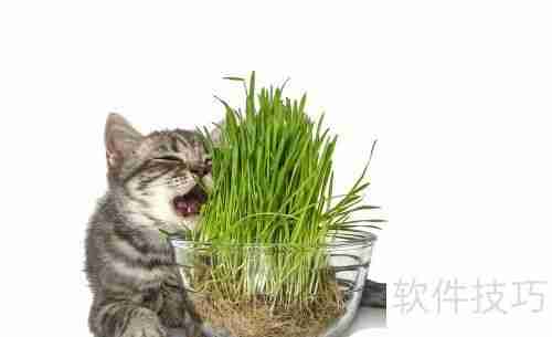 猫薄荷对猫咪的影响与作用
