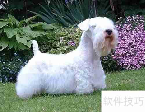 西里汉犬选购指南