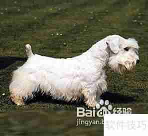 西里汉犬选购指南