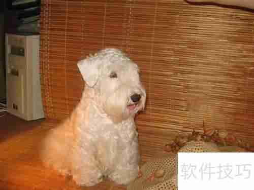 西里汉犬选购指南