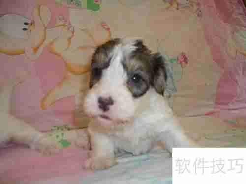 西里汉犬选购指南