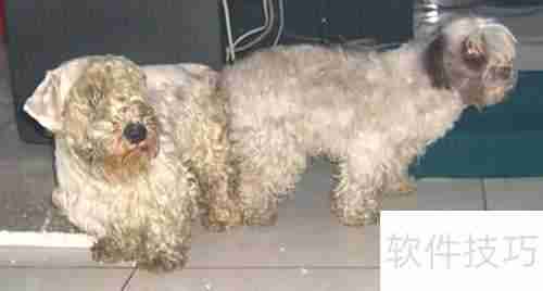 西里汉犬选购指南