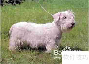 西里汉犬选购指南