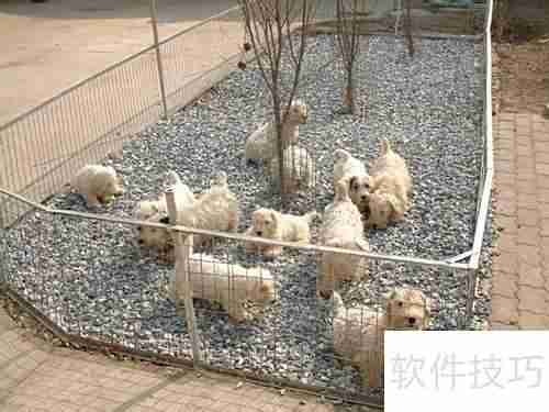 西里汉犬选购指南