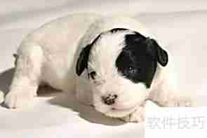 西里汉犬选购指南