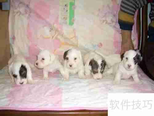 西里汉犬选购指南