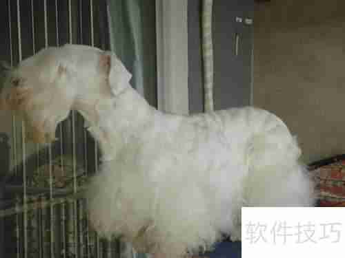 西里汉犬选购指南