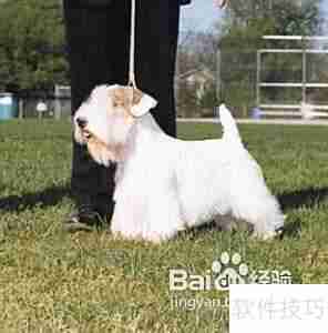 西里汉犬选购指南