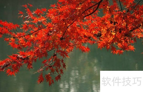 红枫叶种植技巧与养护要点