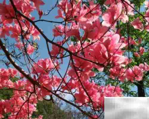 火红杜鹃养殖技巧