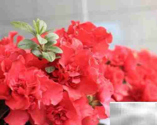 火红杜鹃养殖技巧