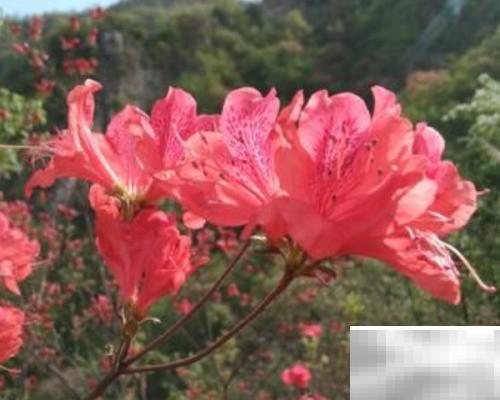 火红杜鹃养殖技巧分享