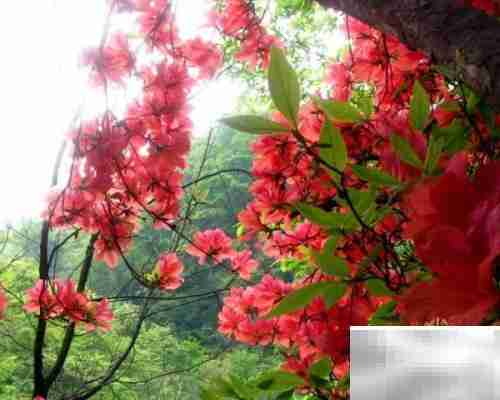 火红杜鹃养殖技巧