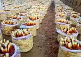 埋在土里的烟头对植物生长有影响吗