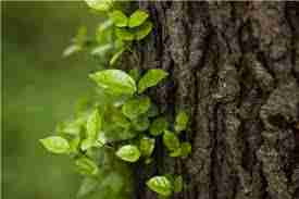 埋在土里的烟头对植物生长有影响吗