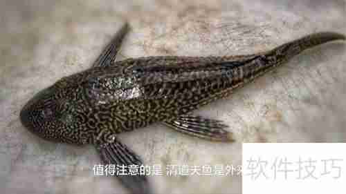 清道夫鱼不能吃的几个原因，最后一个最关键！