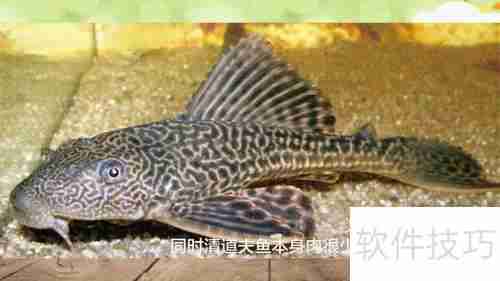 清道夫鱼不能吃的几个原因，最后一个最关键！