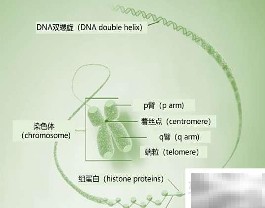 A、B、C基因交换率详解