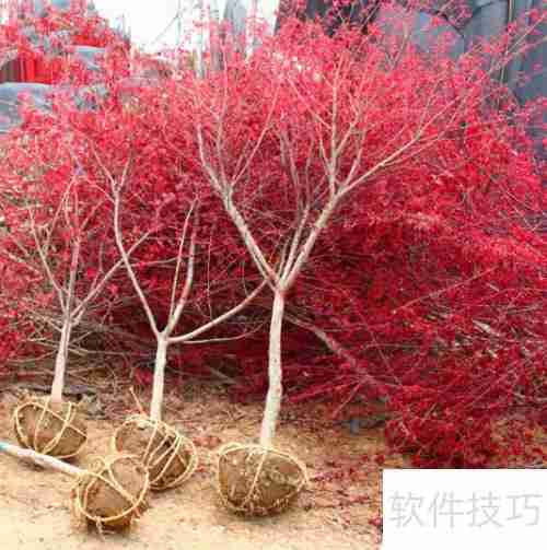红枫树苗的养殖方法和注意事项