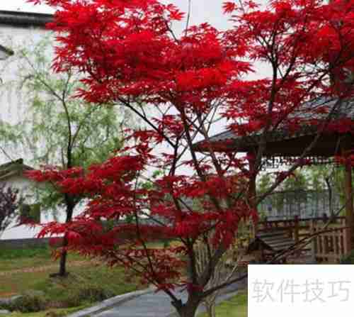 红枫树苗的养殖方法和注意事项