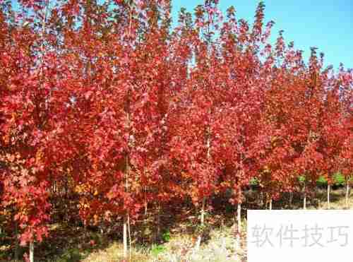 红枫树苗的养殖方法和注意事项
