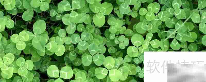 三叶草的寓意：幸运与希望