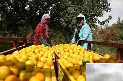 哺乳期可以吃杏吗？