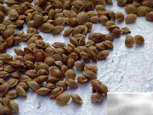 哺乳期可以吃杏吗？