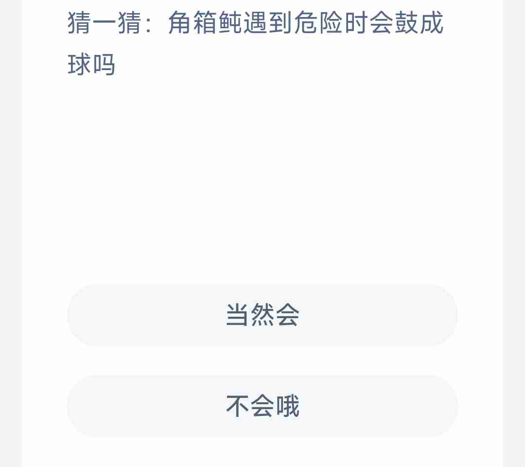 猜一猜角箱飩遇到危险时会鼓成球吗