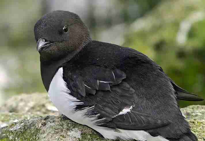 海雀的游泳方式是